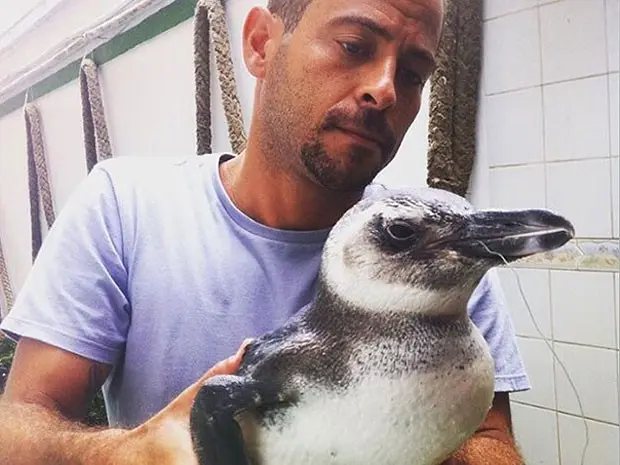 Pinguim foi encontrado na praia da Barra, em Salvador (Foto: Reprodução/Instagram)
