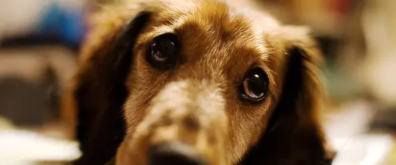Conheça o app Sangue Amigo, que junta donos de cães doadores de sangue e de cães que precisam de transfusão | Soggydan/FIickr