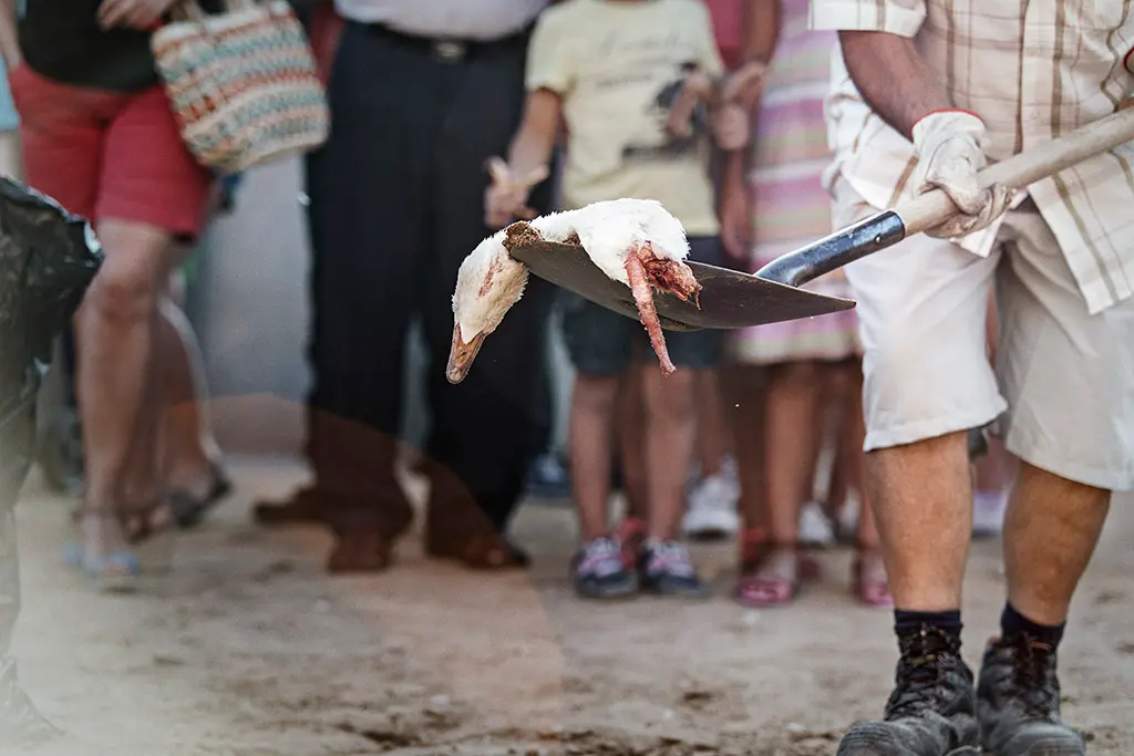 Animal decapitado em festival (Foto: Kike Carbajal)
