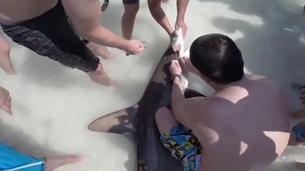 Banhistas na Flórida resgataram um tubarão-martelo ferido que se aproximou da praia. O animal estava com dois anzóis presos na boca (Foto: BBC)