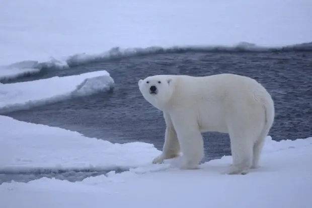 Urso polar jovem é visto em foto de 2009 (Foto: Reuters/Shawn Harper/Universidade de Wyoming)