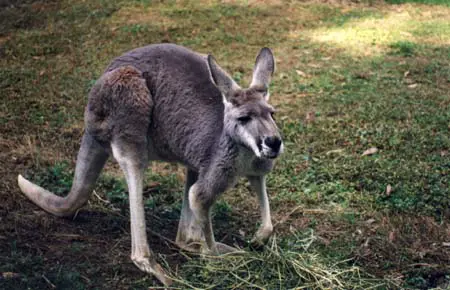 O massacre de cangurus na Austrália esconde interesses econômicos e pode culminar em extinção dos animais. Foto: Divulgação/ Viva!