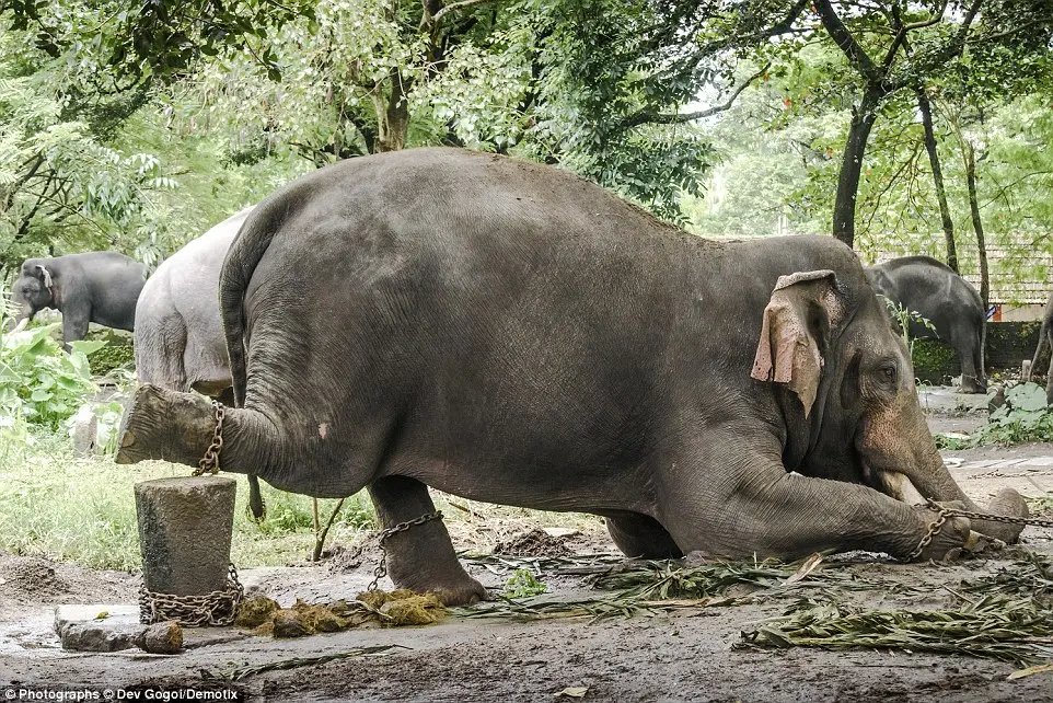 Nandan, um dos elefantes presos no templo Guruvayur. Foto: Divulgação/Dev Gogoi/Demotix