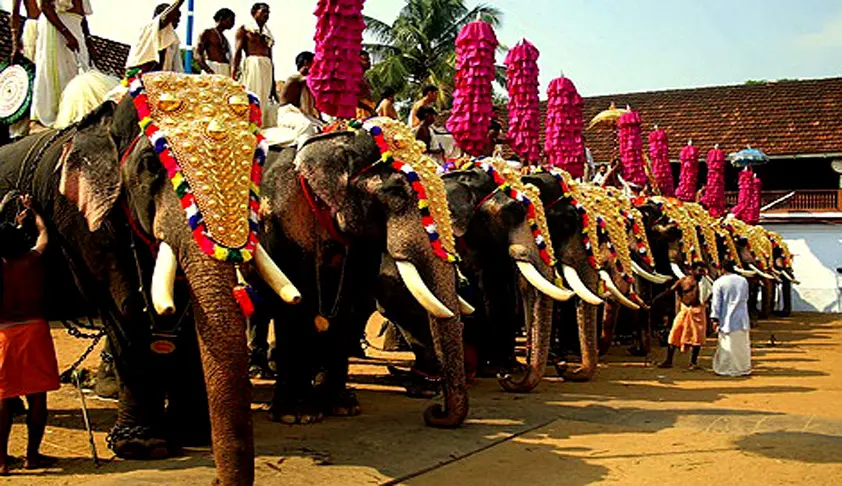 Elephants-in-Kerala-Gajamela