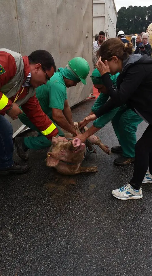 Porcos sendo resgatados. Foto: Divulgação