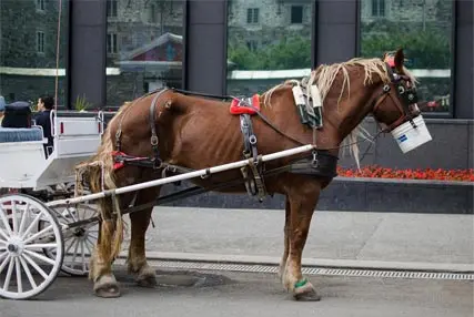 Montreal_horse