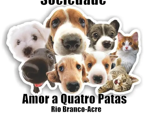 A Associação Amor a Quatro Patas suspendeu resgates neste mês (Foto: Divulgação/ SAQP)