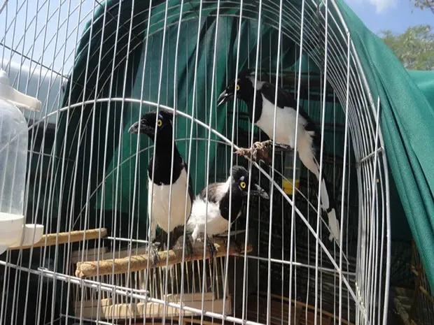 Aves foram resgatadas após operação da CPRH no interior de Pernambuco (Foto: Divulgação/ CPRH)