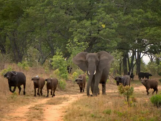 Elefanta Nzhou foi adotada por grupo de búfalos em parque do Zimbábue ( (Foto: Caters)