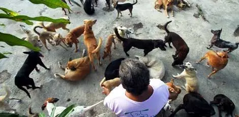 Abrigo ampara 112 cães com a ajuda de voluntários mobilizados pelo Facebook. Foto: Diego Nigro/JC Imagem