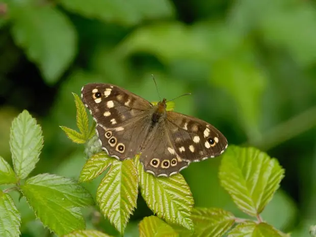 Conhecida como borboleta malhadinha, a espécie Pararge aegeria também corre risco de extinção (Foto: Jim Asher/Nature Climate Change)