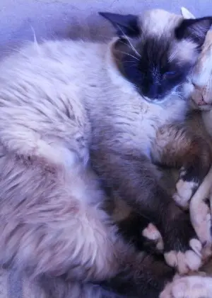 A gata siamesa Brisa, que sumiu após ser internada em clínica veterinária em Sobradinho (DF) 