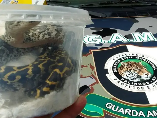 Filhote de cobra foi encontrado em embalagem de plástico no Correio (Foto: Guarda Ambiental de Valinhos)