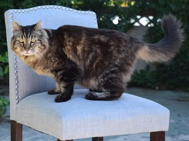 Corduroy, o gato mais velho do mundo, segundo o Guinness (Foto: REUTERS/Guinness World Book of Records/Handout via Reuters)