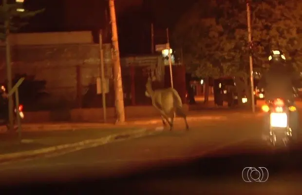 Animal andou por várias ruas do dentro de Goiânia, Goiás (Foto: Reprodução/TV Anhanguera)