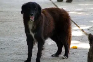 Gilmar é um dos cães que sobreviveram ao envenenamento no Neafa