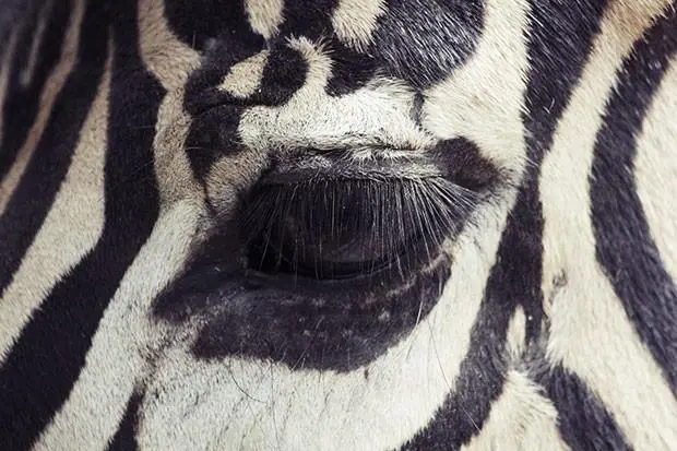 O fotógrafo espanhol Oscar Ciutat realizou um ensaio que captava olhares dos animais no zoológico de Barcelona. Acima, uma zebra.
