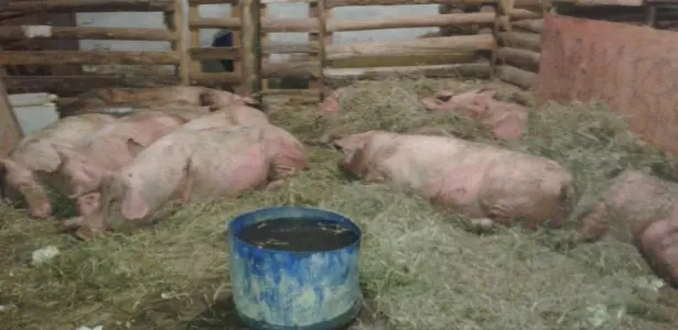 47 porcas que sobreviveram ao tombamento estão em um santuário de animais em São Roque