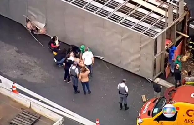 Equipe de resgate tentam socorrer porco que se feriu no tombamento da carreta. Foto: TV Globo/Reprodução