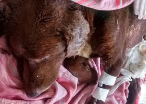 Cão teve 40% do corpo queimado na última terça-feira | Foto: Divulgação / CP