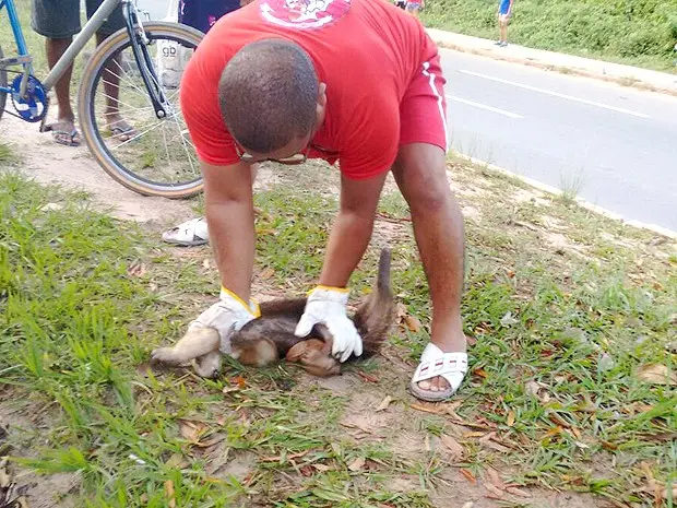 Animal foi resgatado em avenida movimentada de São Luís (MA) (Foto: Danilo Quixaba)