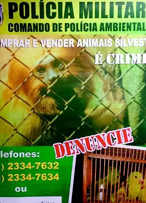  Cartazes indicam a proibição de compra e venda de animais silvestres Foto:  Reprodução 