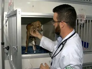 Veterinário alerta para os riscos do veneno para os animais e crianças (Foto: Reprodução/ TV Gazeta)