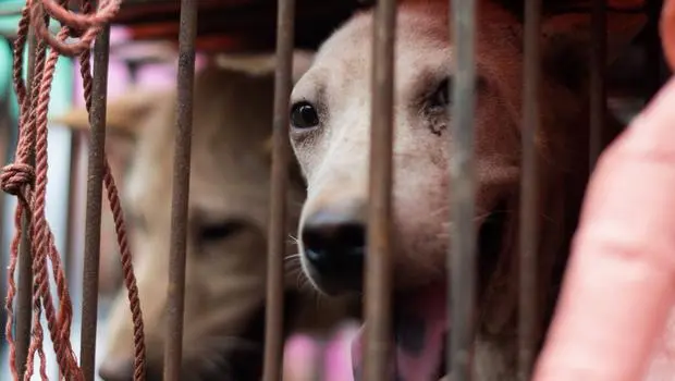 Cão olha para fora de sua gaiola durante festival de Yulin, onde se serve carne de cães. Foto: Johannes Eisele/AFP/Getty Images
