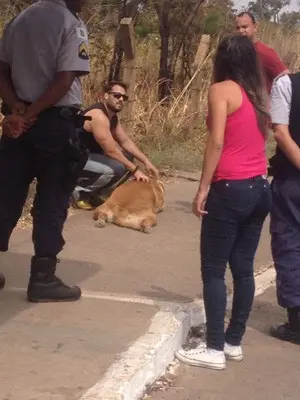 Cachorro morto rodeado por pessoas em rodovia no DF (Foto: G1)