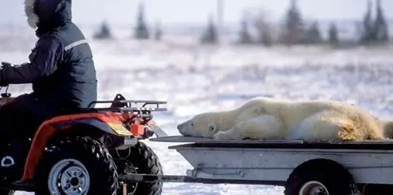 A cidade canadense Churchill ganhou recentemente o apelido de 'capital mundial dos ursos polares' por causa da grande quantidade desses animais que chegam buscando comida. Foto: Caters