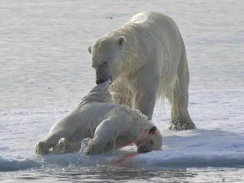 Urso polar macho carrega carcaça de filhote morto: canibalismo estaria aumentando em razão do aquecimento global. Foto: Jenny E. Ross