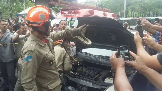 Bombeiros resgataram a cobra que estava embaixo do carro Foto: Via WhatsApp