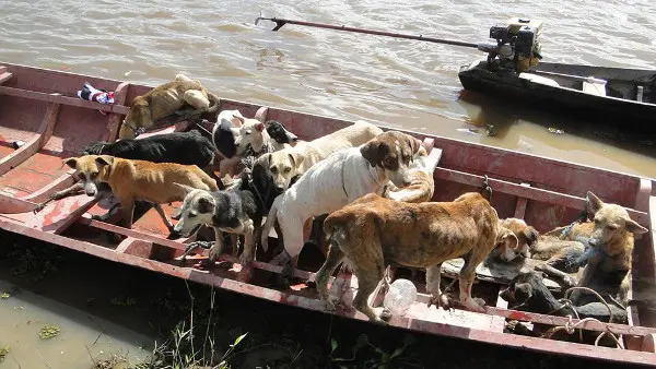 Resgate de cães em Santa Cruz do Arari. Arquivo Anda