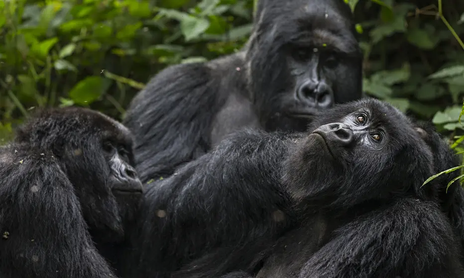 Gorilas-das-montanhas na República Democrática do Congo. Arquivo Anda