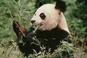 Filhotes de panda praticamente não falam com exceção de coisas como "Gee-gee" (estou com fome), "Wow-wow" (Não estou feliz!) ou "Coo-coo" (Legal!)  Foto: Susan A. Mainka / WWF