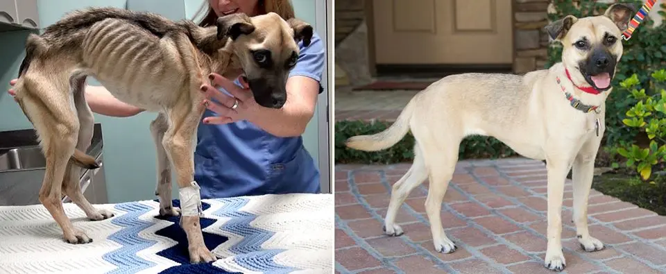 A cachorra Angel foi encontrada extremamente magra em dezembro (foto do lado esquerdo), mas conseguiu se recuperar após três meses (foto do lado direito). (Foto: Reprodução / Facebook / Rescue From the Hart) 