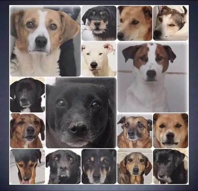 Esses são os cães que da rua foram levados à tortura. Descrição: imagem do rosto de 16 cães que viraram cobaias. Foto: Diulgação