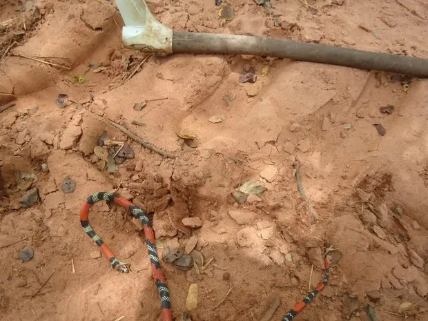 Cobra e pedaço de madeira usado pelo jovem, segundo a PMA (Foto: Divulgação/ PMA)