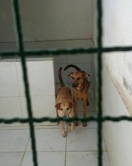 Felipe e Atila quando ainda estavam no canil da UFV. Descrição: Dois cães marrons de porte médio olham para a câmera. Foto: Divulgação