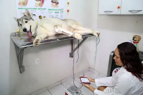 Giba, da raça husky siberiano, tem a ‘honra’ de ser o primeiro cão doador de sangue do Amazonas, mas a vida dele como doador já está encerrando e novos cachorros solidários serão necessários (Márcio Silva)