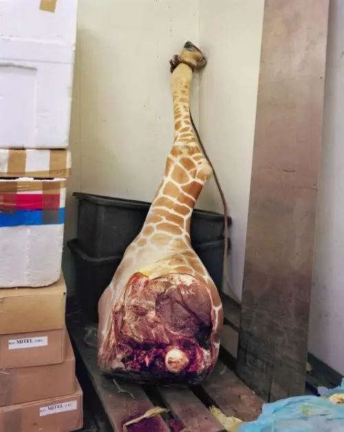 A perna de uma girafa, apoiada em um freezer ao lado de caixas de alimentos para animais no Zoológico de Odense/ Foto: Mitch Epstein