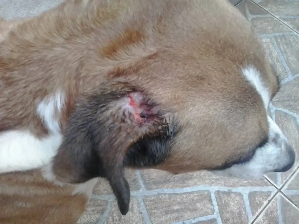 cão ferido em sítio de sp