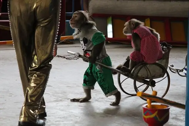 Queenie e outro macaco sendo forçados a realizar truque ridículo em circo