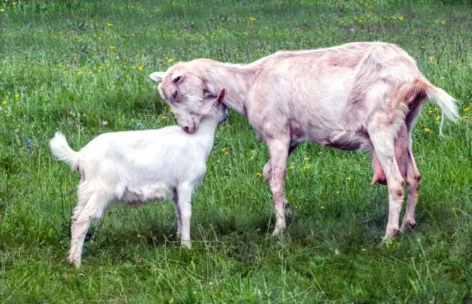 Cabra cuidando amorosamente de seu bebê