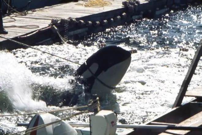 Orca sendo capturada no oceano