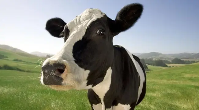 Vaca, vítima da brutalidade da indústria da carne