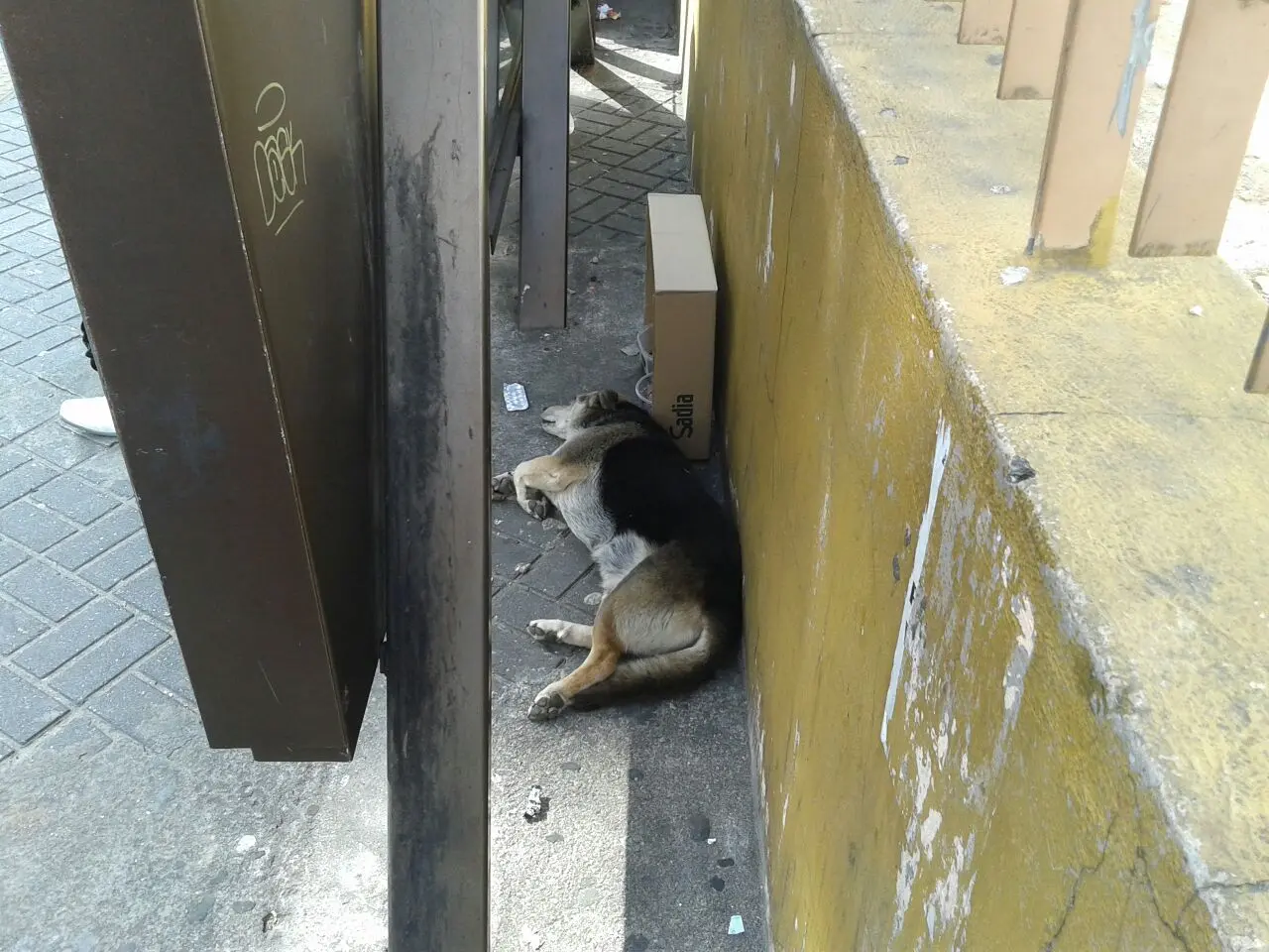 Cachorrinho aparece deitado na rua