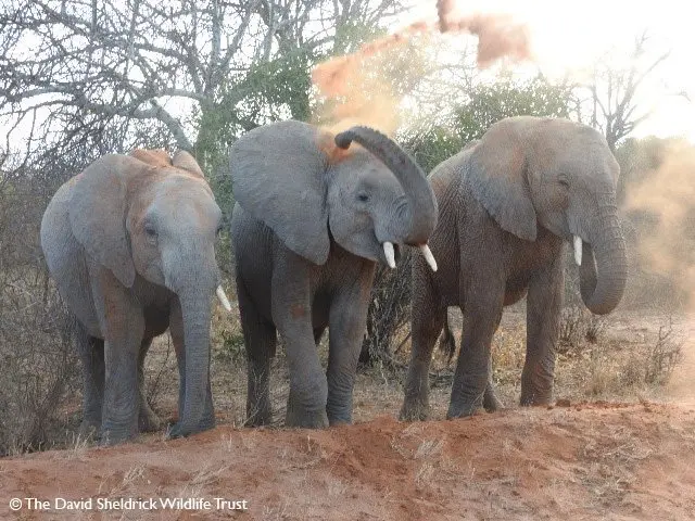 Elefante Orwa com sua manada