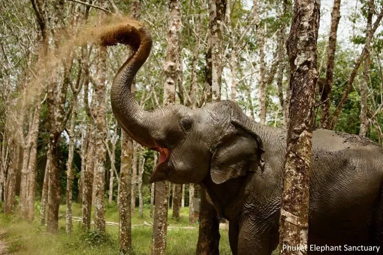 Felicidade de elefanta libertada