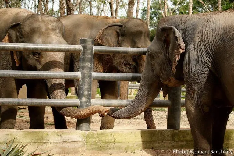 Comunicação entre elefantes abrigados no santuário